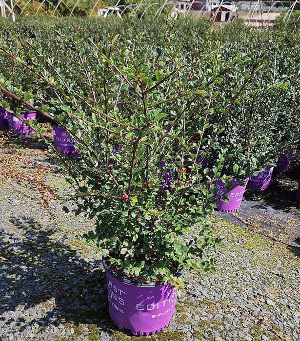 Autumn Inferno® Cotoneaster