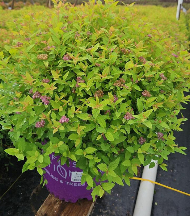 Little Spark® Spirea