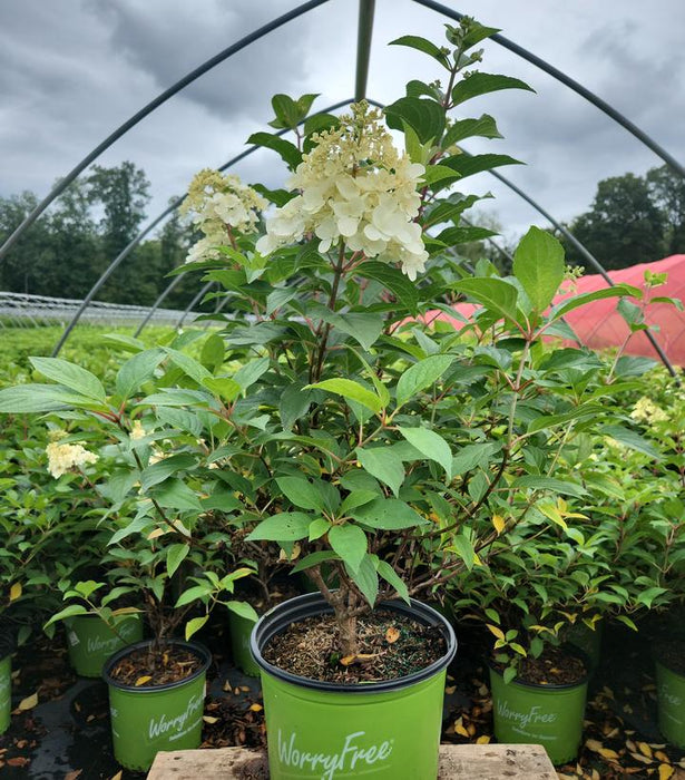 Ruby Snow Hydrangea