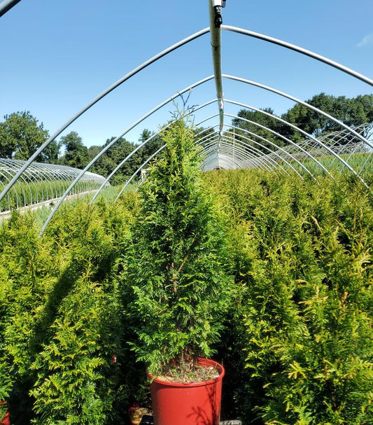 Junior Giant Arborvitae