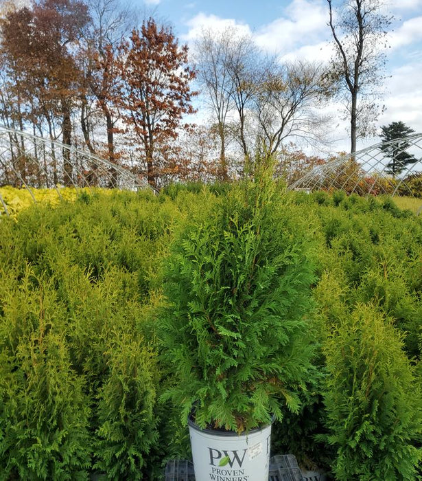 Cheer Drops® Arborvitae