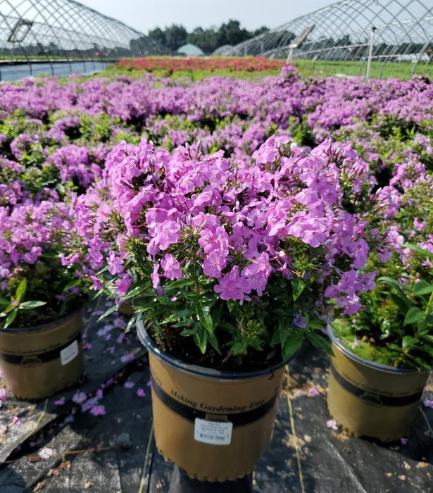 Volcano Plum With White Eye Phlox