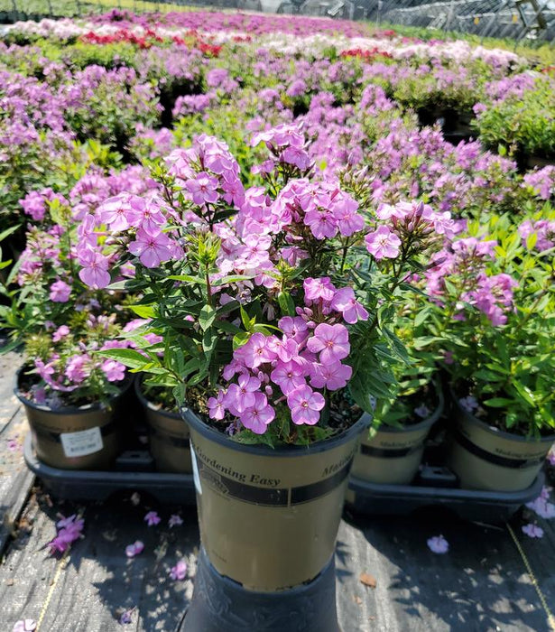 Volcano Plum With White Eye Phlox