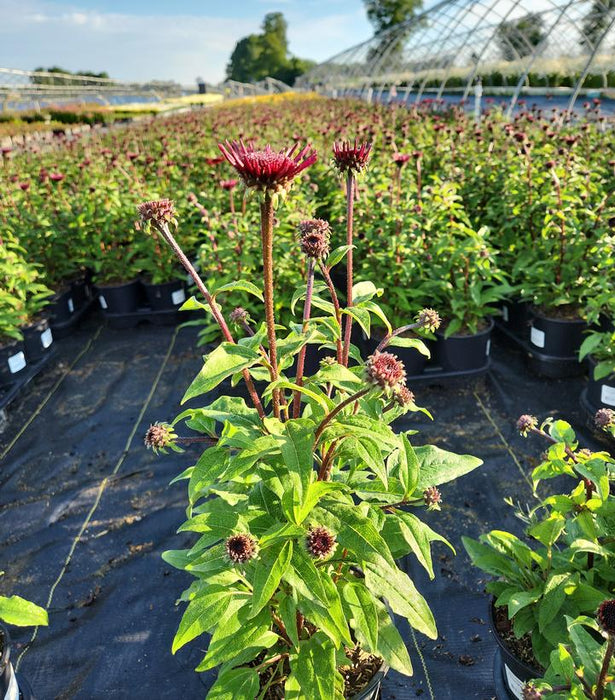 Panama™ Red Coneflower