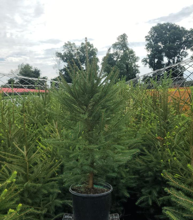 Norway Spruce