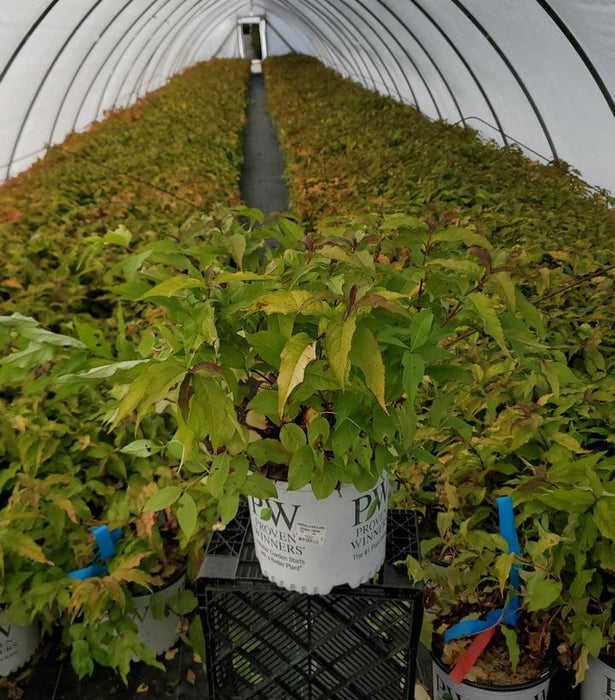 Kodiak Fresh Bush Honeysuckle (Diervilla)