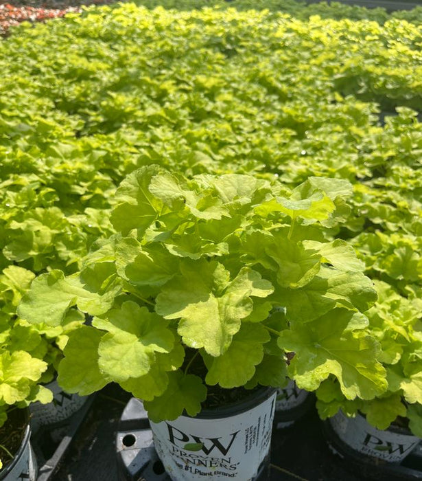 Primo Pistachio Ambrosia Coral Bells