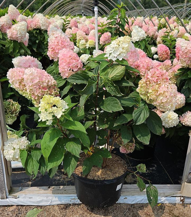 Love-A-Lot™ Pink Hydrangea