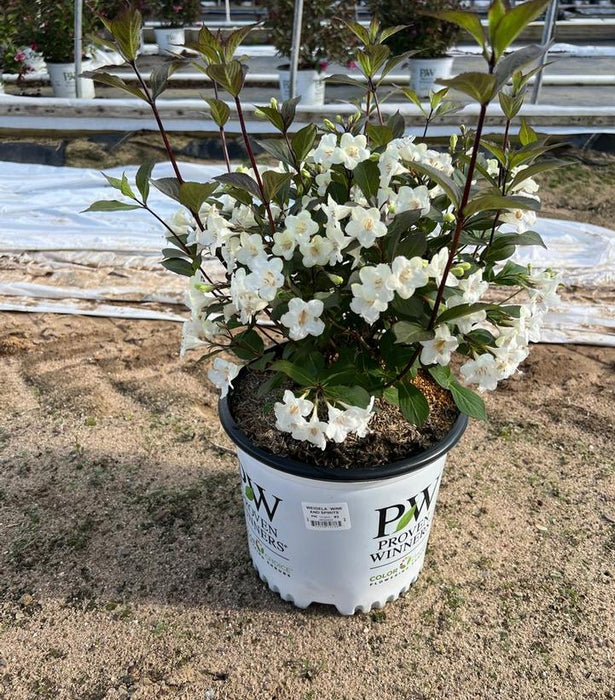 Wine & Spirits® Weigela