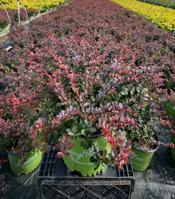 WorryFree® Crimson Cutie® Barberry