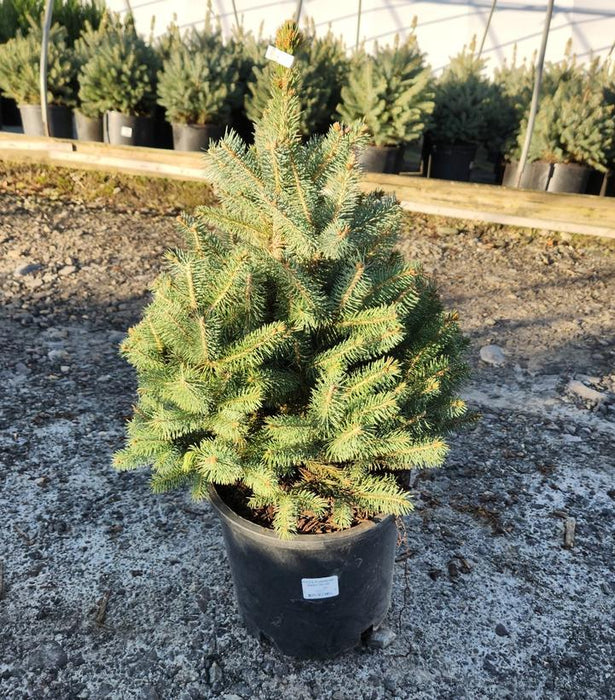 Baby Blue Spruce