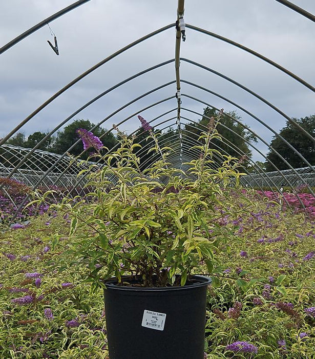 Summer Skies Butterfly Bush