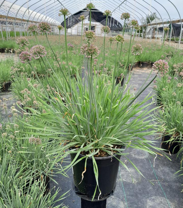 Medusa Flowering Onion