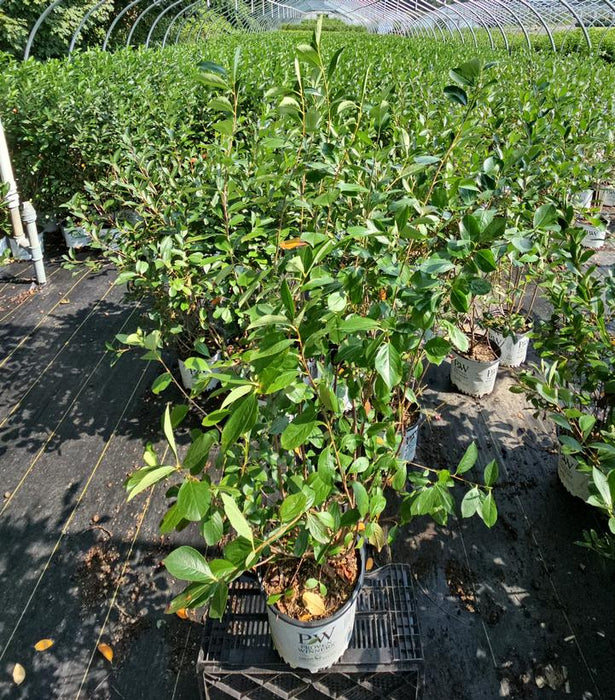 Low Scape Snowfire® Aronia