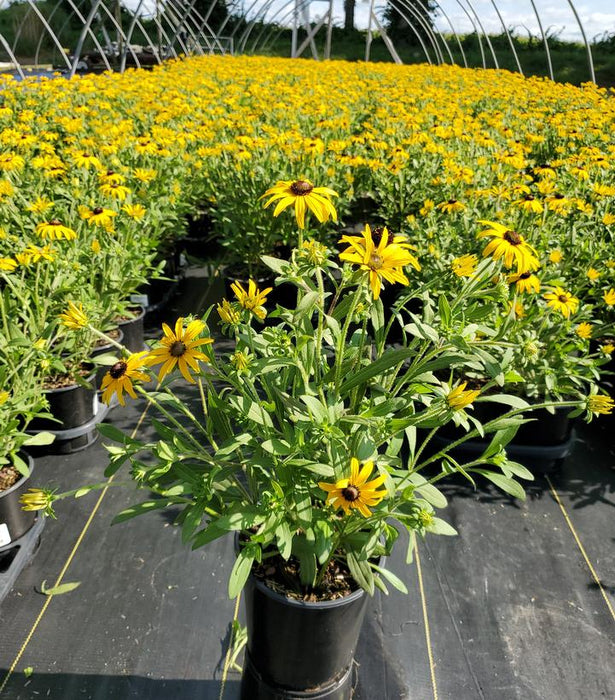 American Goldrush Black Eyed Susan