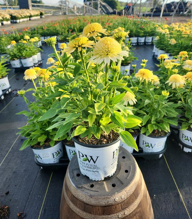 Double Coded Butter Pecan Coneflower