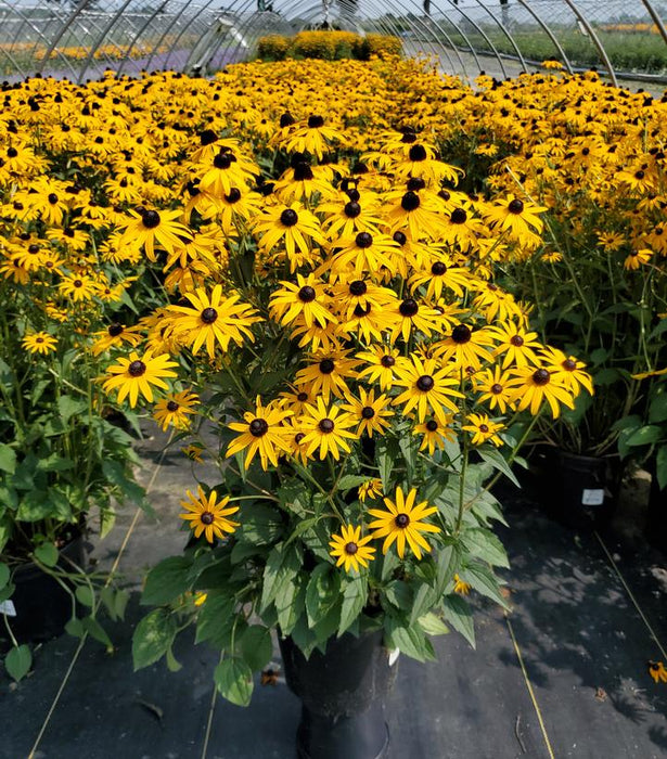 Goldblitz Black Eyed Susan