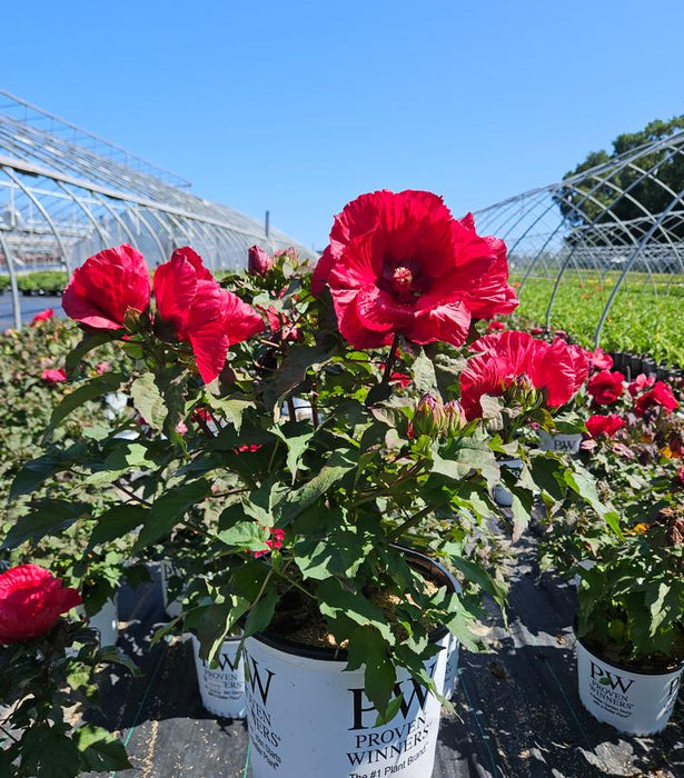 Summerific Valentine's Crush Rose Mallow (Hibiscus)