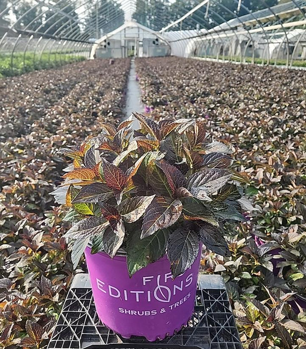 Eclipse® Bigleaf Hydrangea