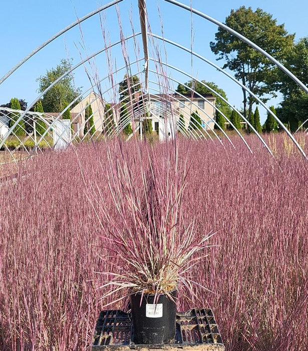 Chameleon Little Bluestem Grass