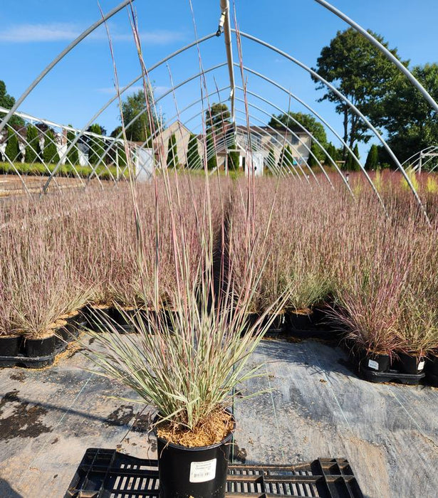 Chameleon Little Bluestem Grass