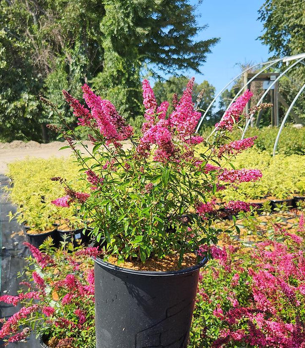 Monarch® Prince Charming Butterfly Bush