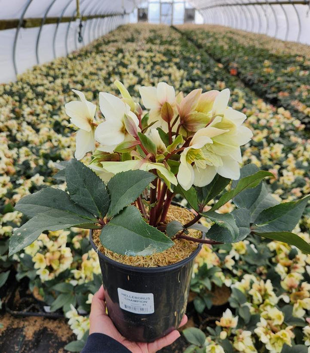 Gold Collection® Champion Helleborus