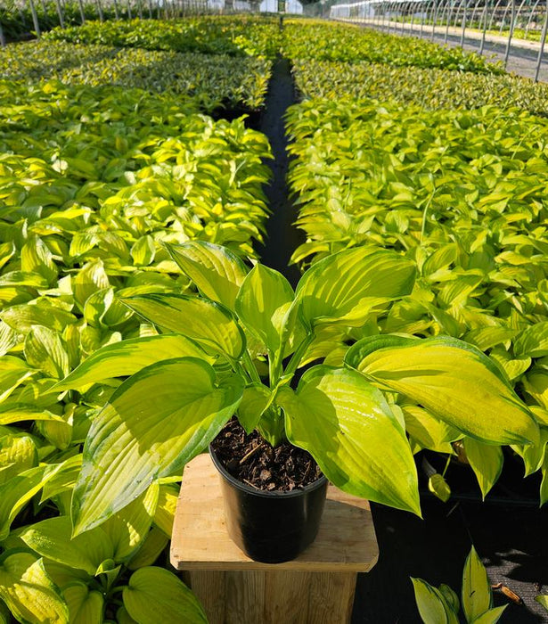 Stained Glass Hosta