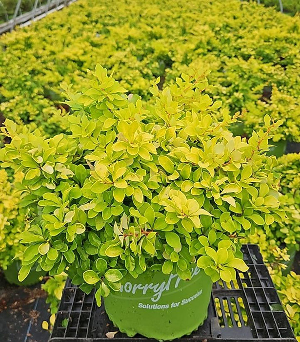 WorryFree® Lemon Glow® Barberry