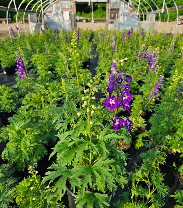 New Millennium™ Purple Passion Delphinium