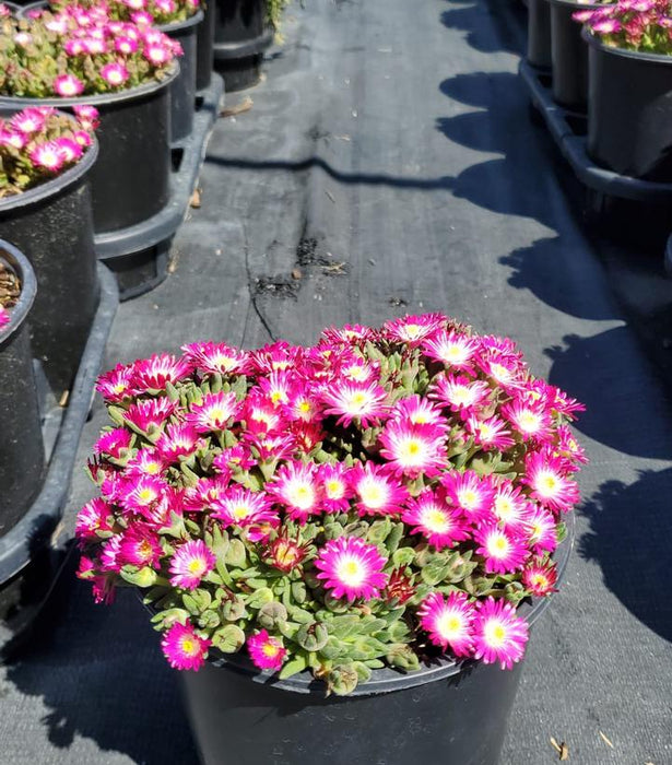 Jewel of the Desert® Amethyst Ice Plant