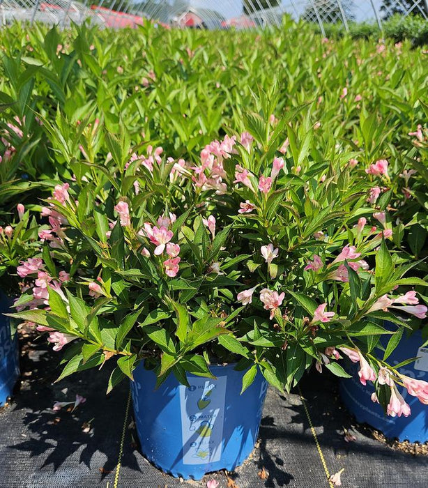 Peach Kisses Weigela