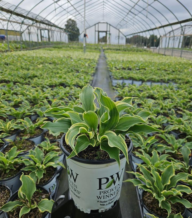 Shadowland® Hope Springs Eternal Hosta