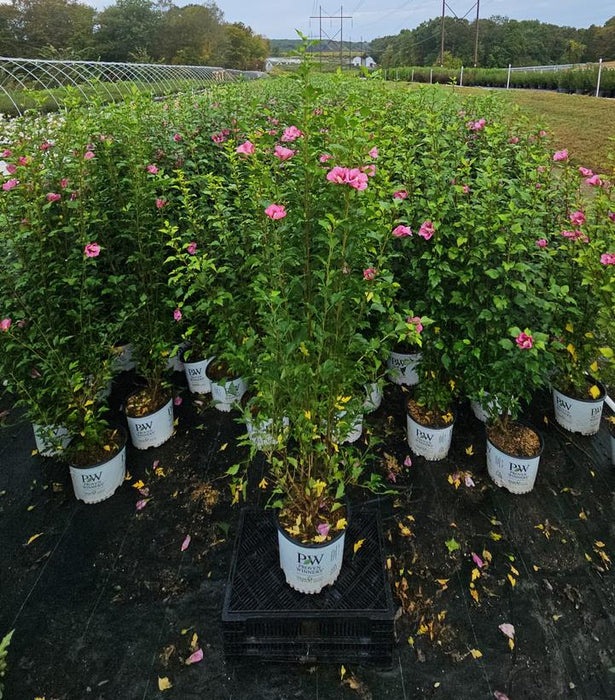 Red Pillar® Rose of Sharon