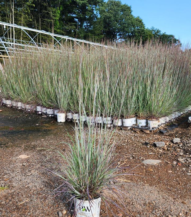 Prairie Winds® Brush Strokes Little Bluestem Grass