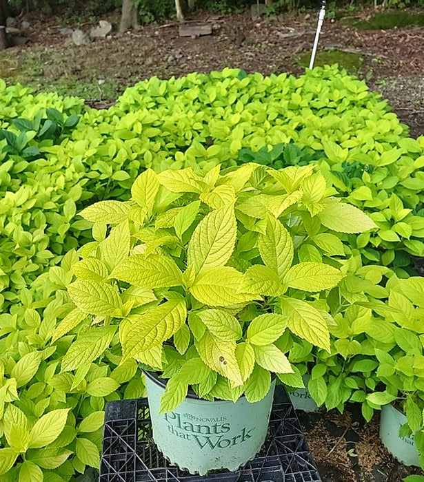 Golden Penny Hydrangea