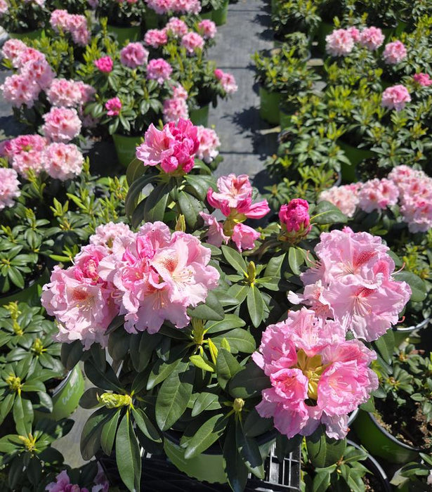 Holden's™ Pink Flare Rhododendron