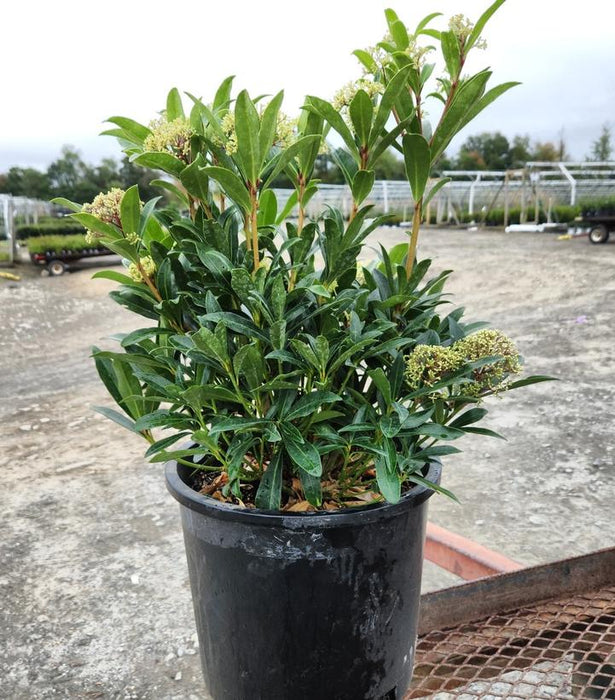 Male Japanese Skimmia