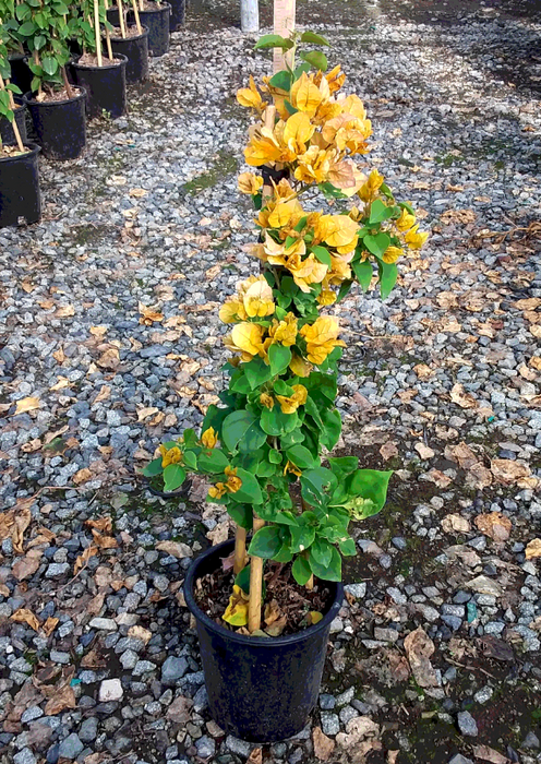 California Gold Bougainvillea