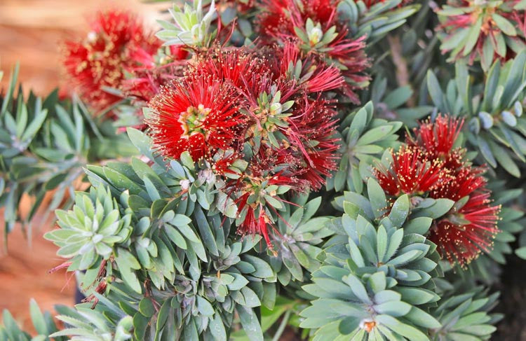 Little John Dwarf Bottlebrush (Callistemon)