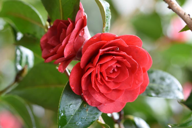 Mrs. Charles Cobb Camellia