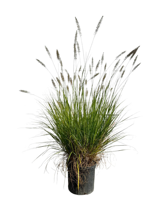Cassian Fountain Grass
