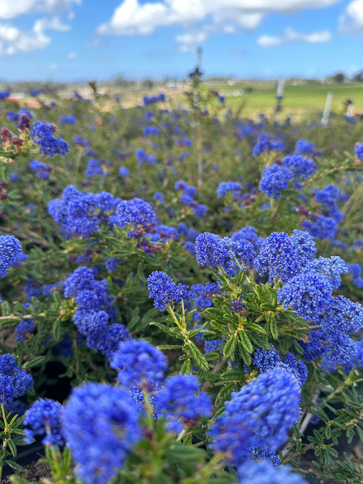 Concha California Lilac (Ceanothus)