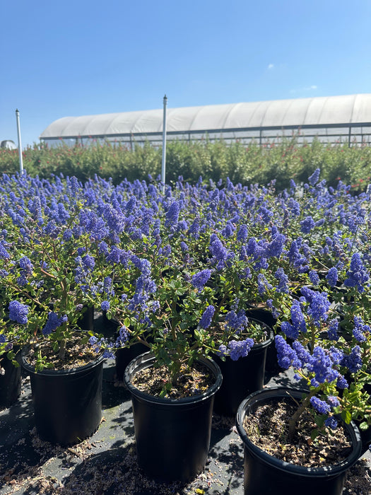 Frosty Blue California Lilac (Ceanothus)