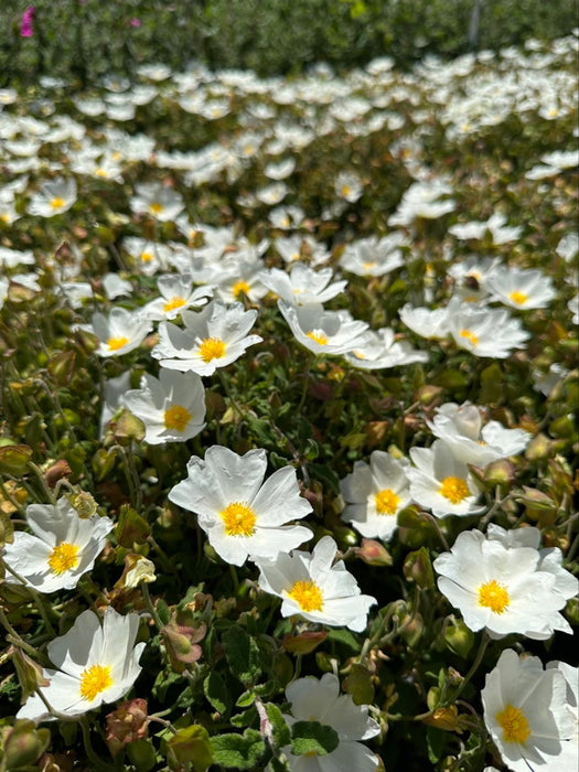 Sageleaf Rockrose