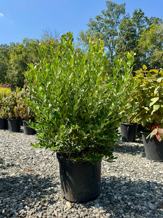 Compact Inkberry Holly