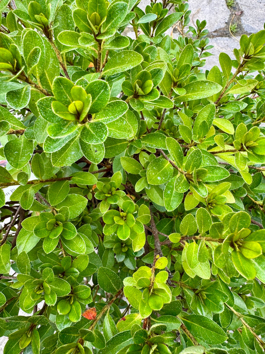 Robin Hill Conversation Piece Azalea