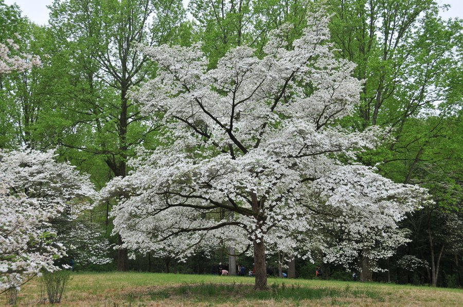 XL Flowering Dogwood