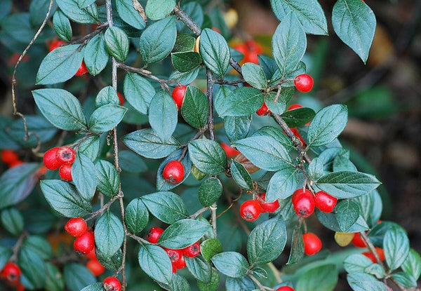 Scarlet Leader Cotoneaster - 2 Gallon