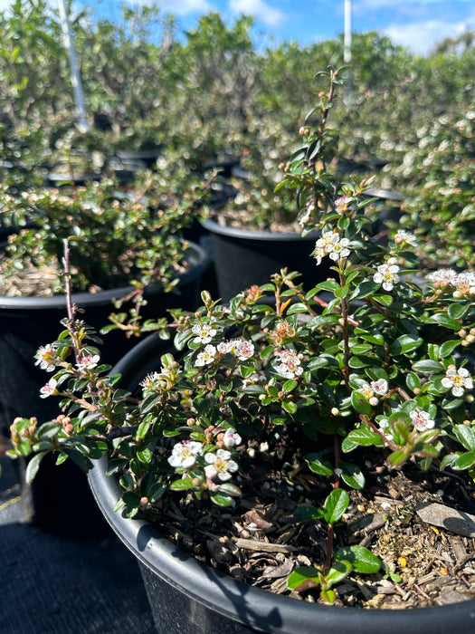 Lowfast Bearberry Cotoneaster